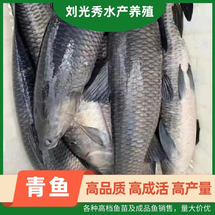 高成活率鲫鱼鱼塘养殖专用青鱼桂鱼清波鱼产业基地淡水养殖
