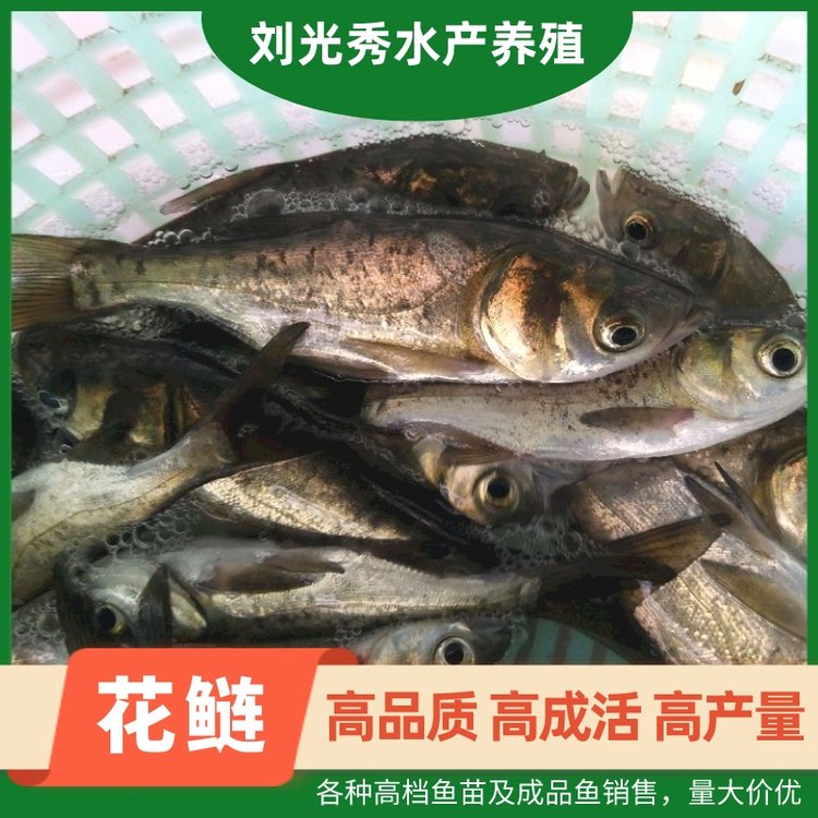 缩骨大头鱼苗5-7公分花鲢鱼苗及成品鱼生态水产养殖